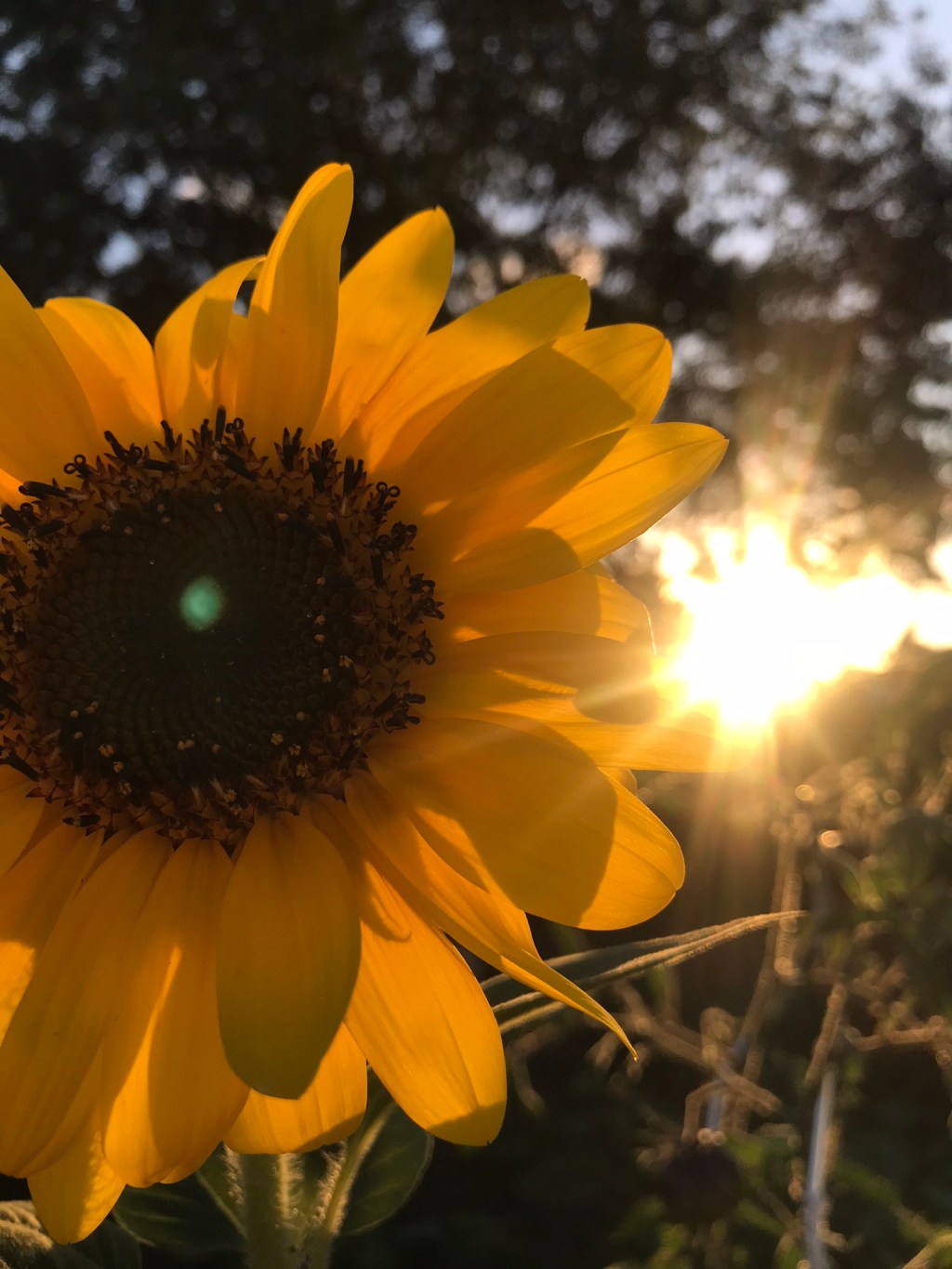 &laquo;&nbsp;Les vraies choses vivantes, joyeuses, elle viennent à leur heure, mais pas à la nôtre.&nbsp;&raquo;