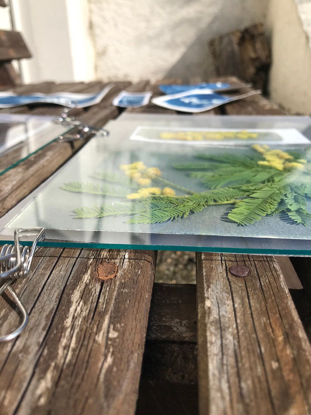 Cyanotype Année III