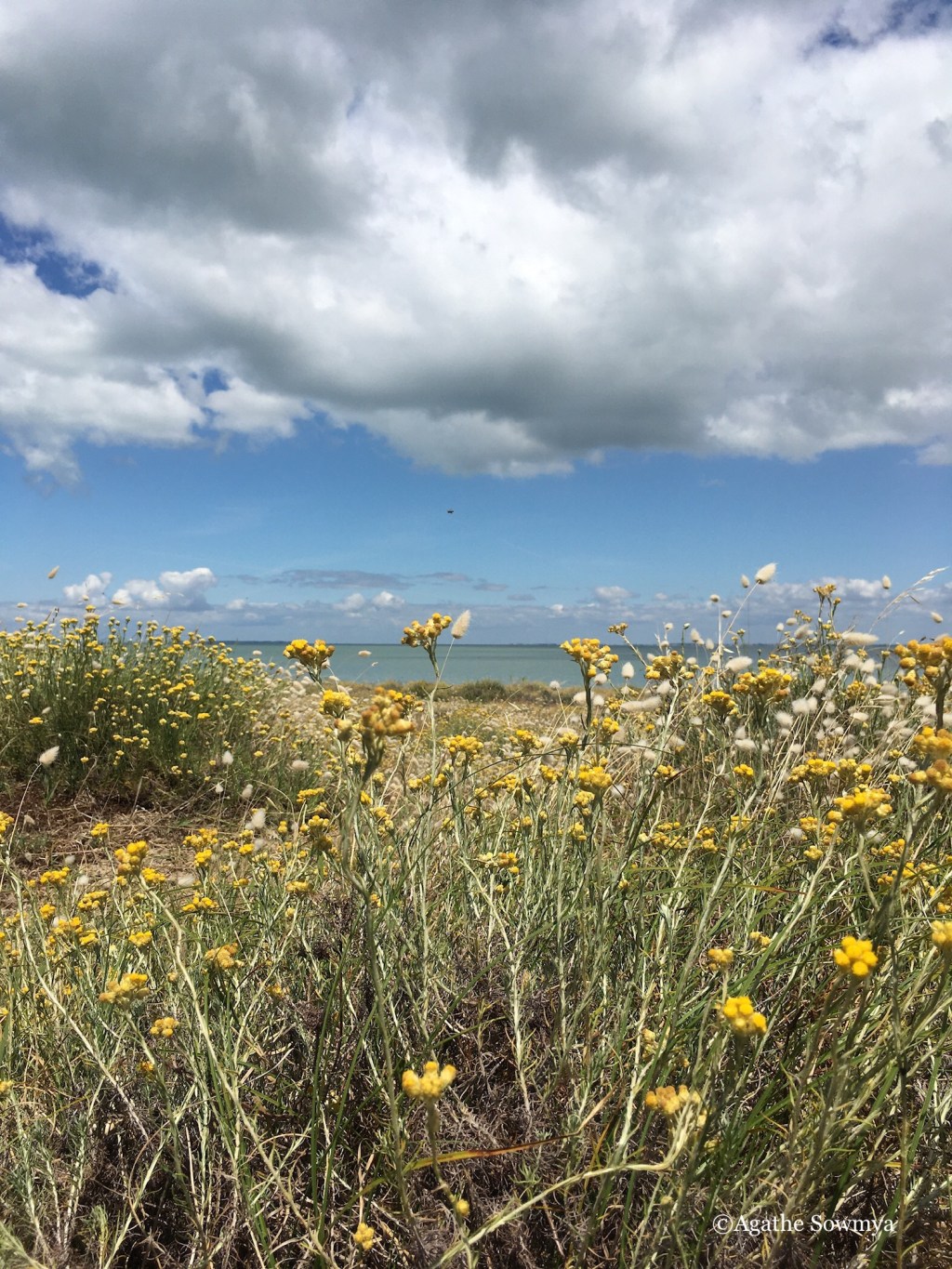 Du grain à&nbsp;moudre